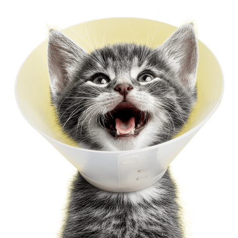 9LIVES_Kitten-Cuteness 1