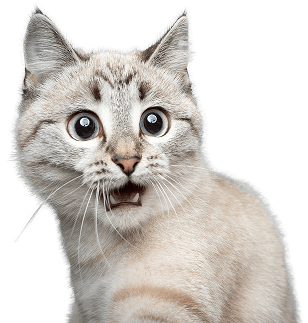 9lives-contact-right