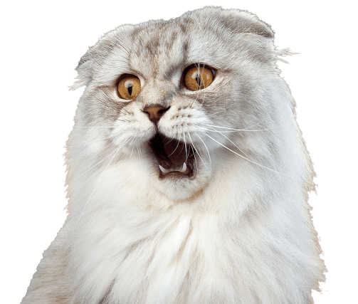 9lives-contenthub-hero