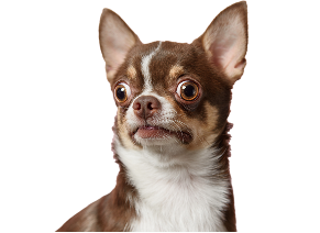 AdobeStock_310462459 1