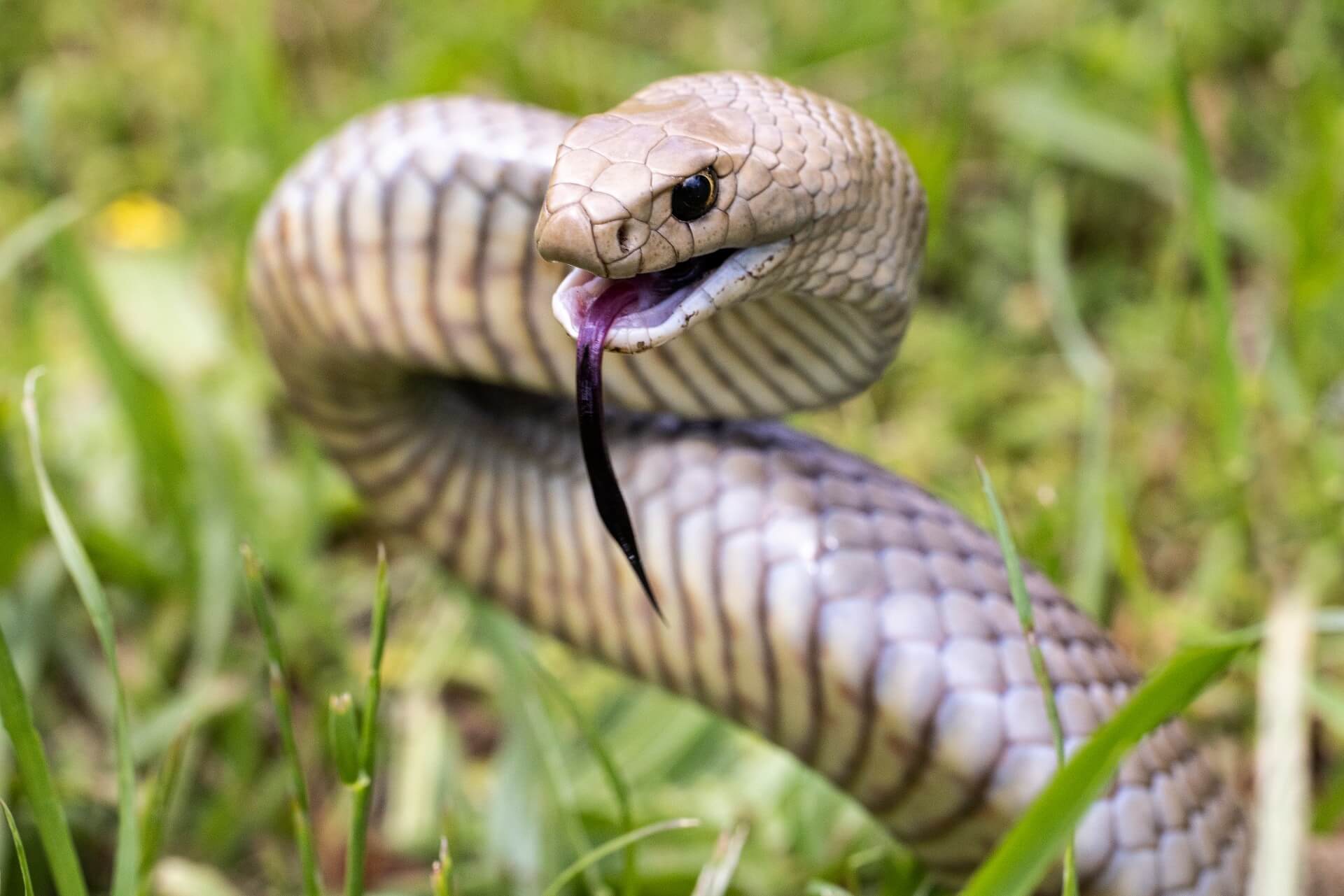 The deadly reality of snake bites