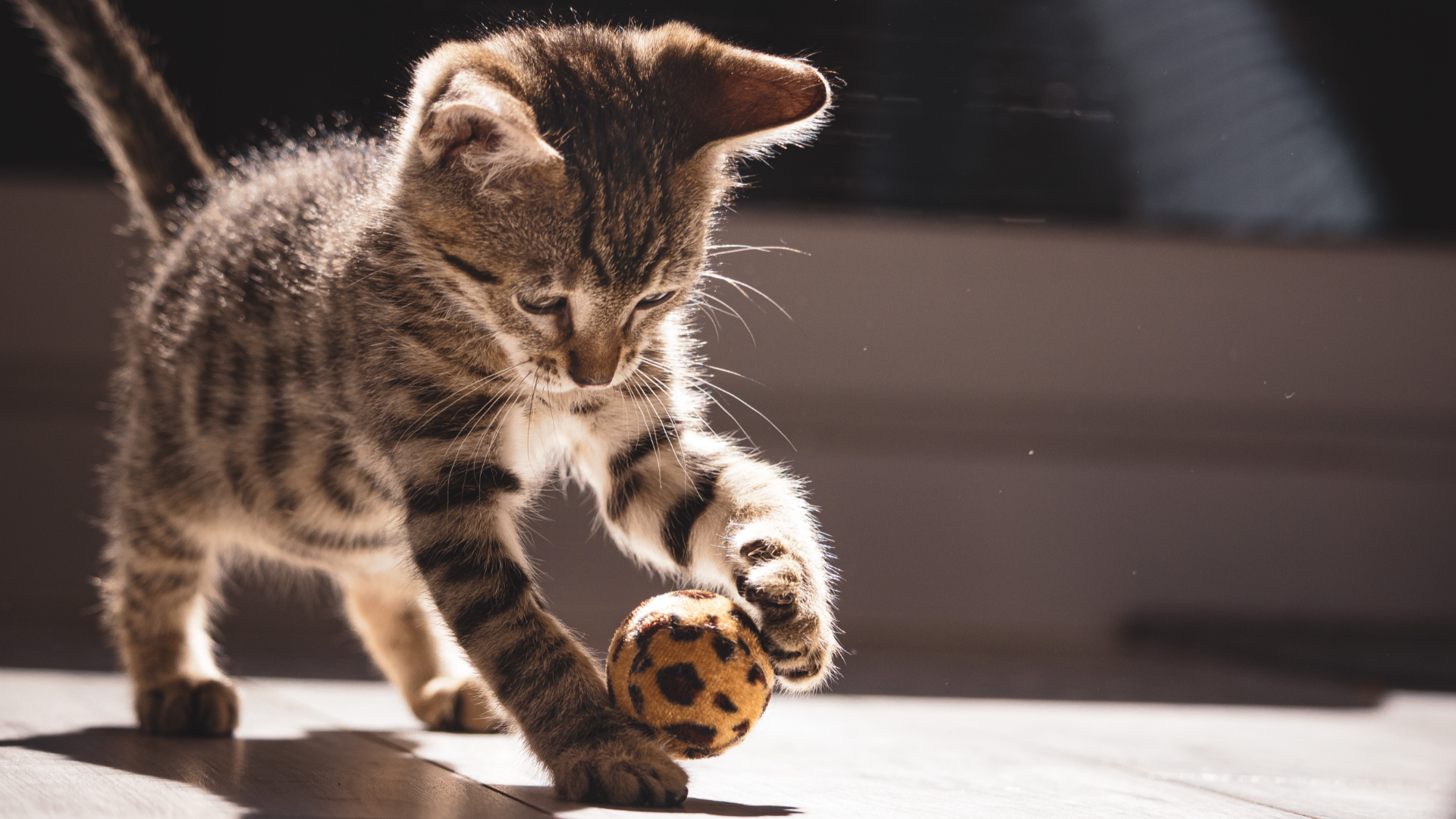 Caring for cats