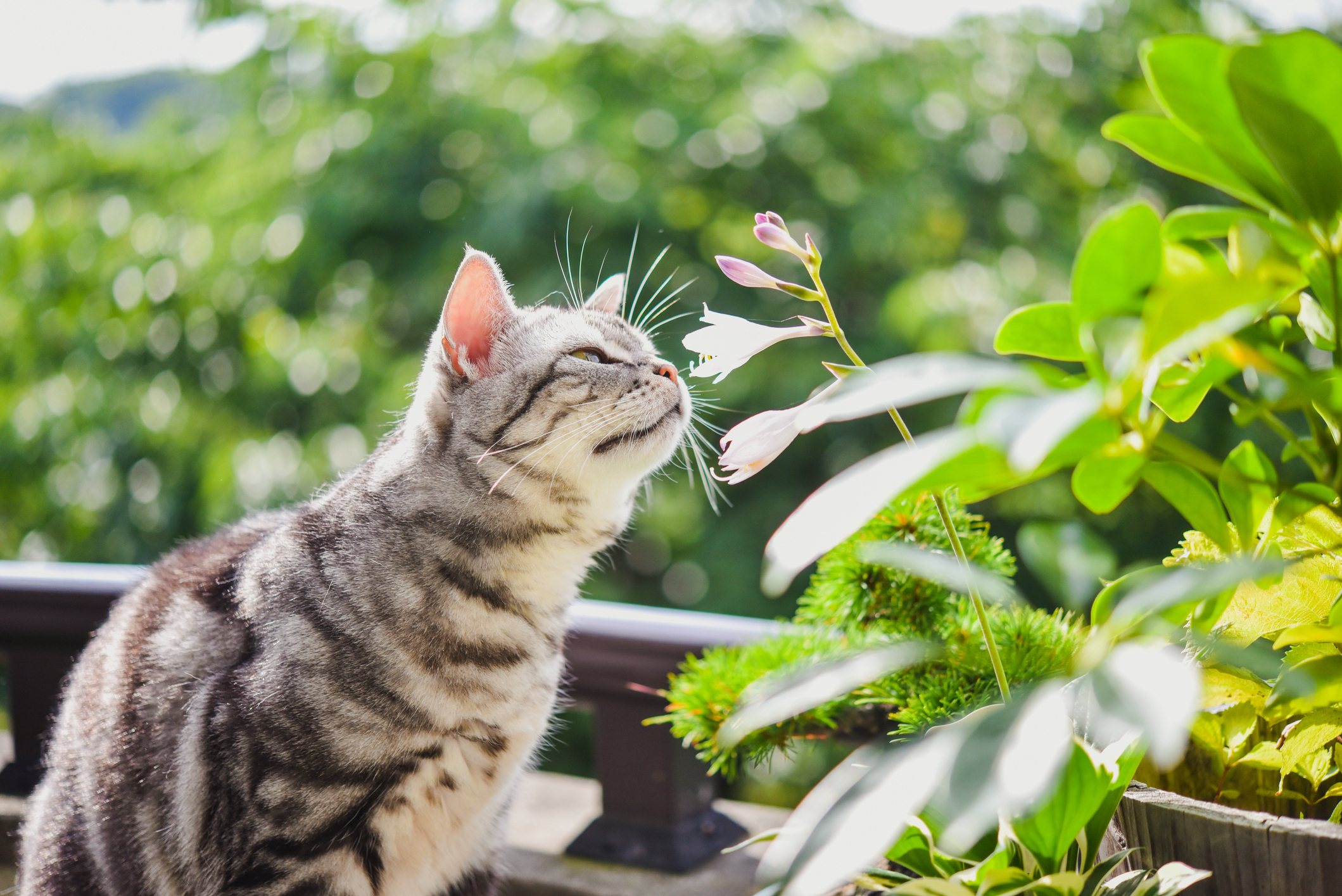 Some things should never end up in cat’s tums