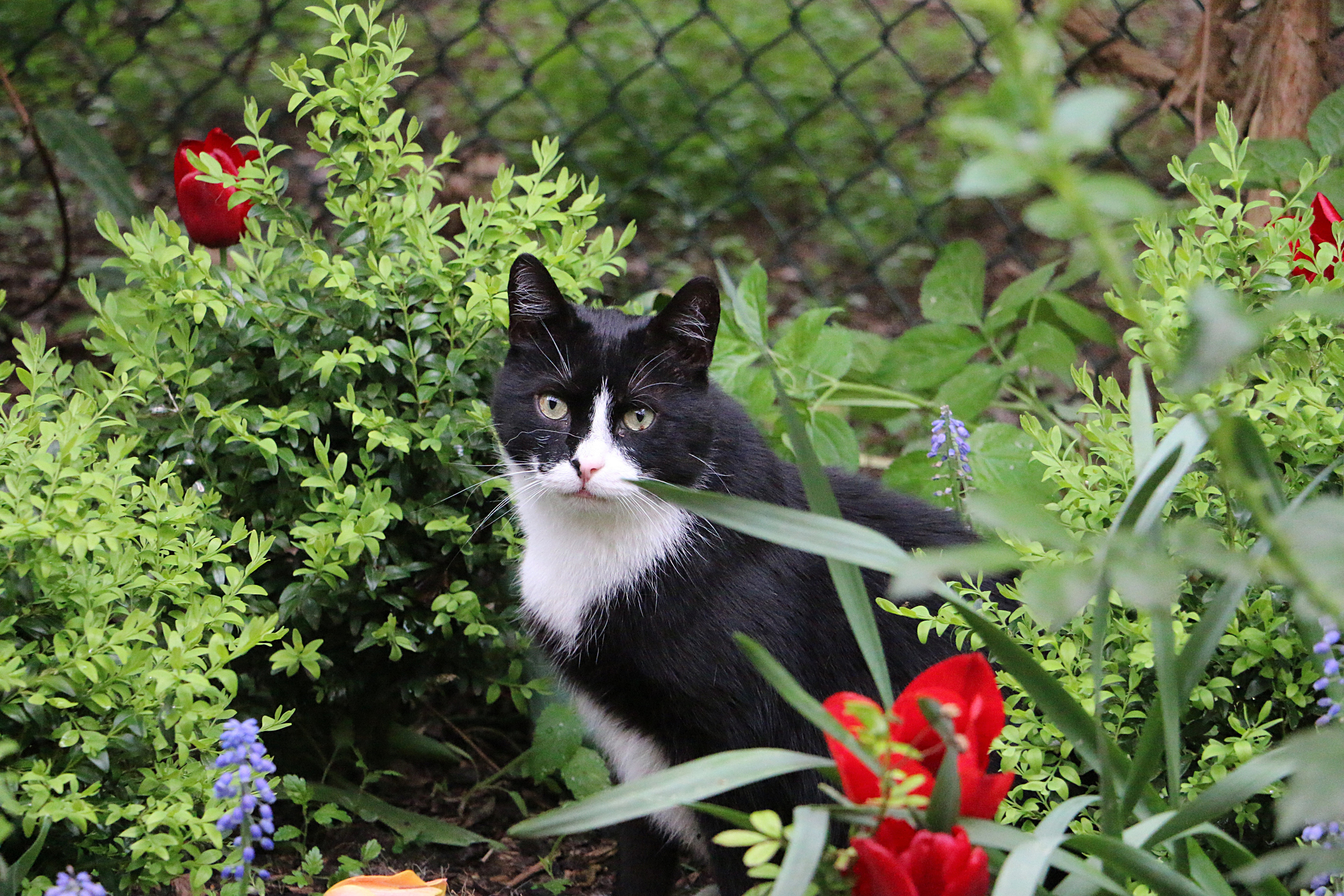 Garden variety dangers